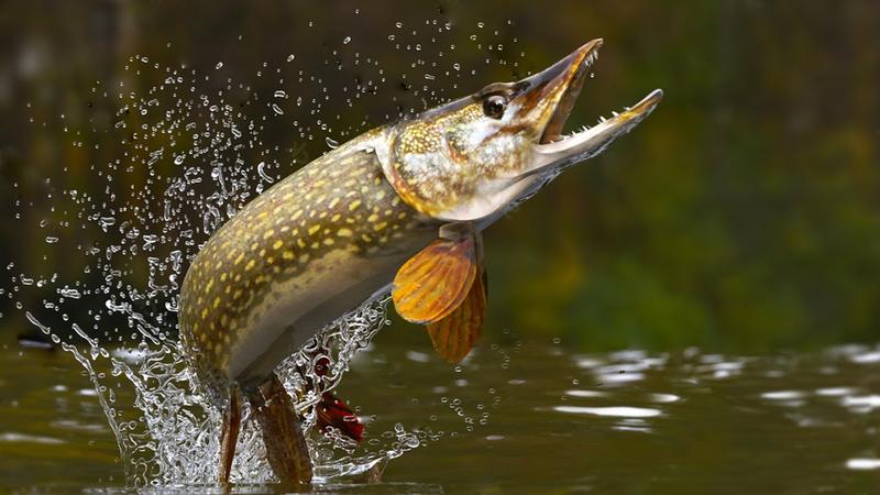 Dobór rozmiaru haka do przynęt gumowych